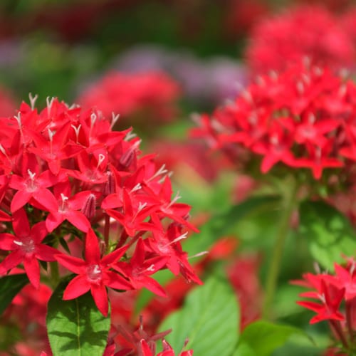 red pentas