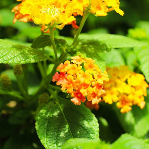 lantana