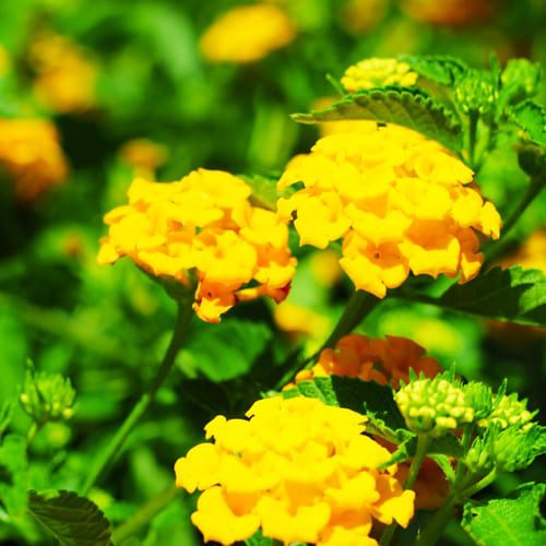 lantana plant