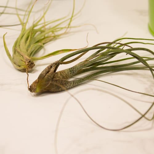 air plant