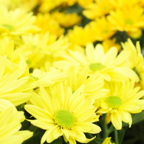 yellow floral mums