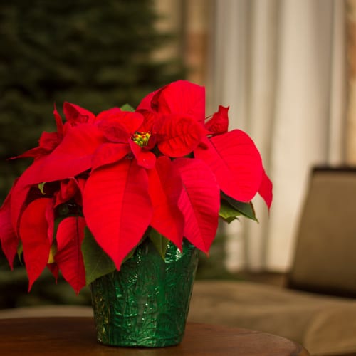 poinsettias