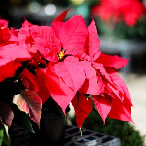 small red poinsettias