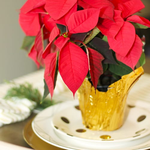 red poinsettia on plate