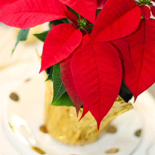 red poinsettia place setting