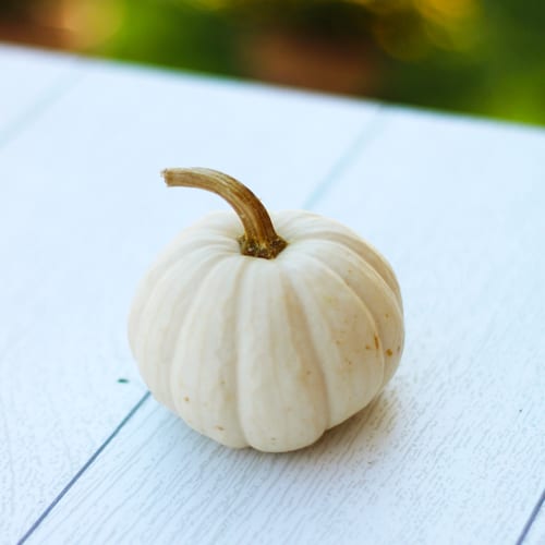 White Mini Pumpkin for Fall Decoration | Calloway’s Nursery 