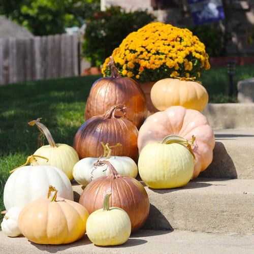 Pumpkins on Stairs for Fall Pumpkin Decoration | Calloway’s Nursery 