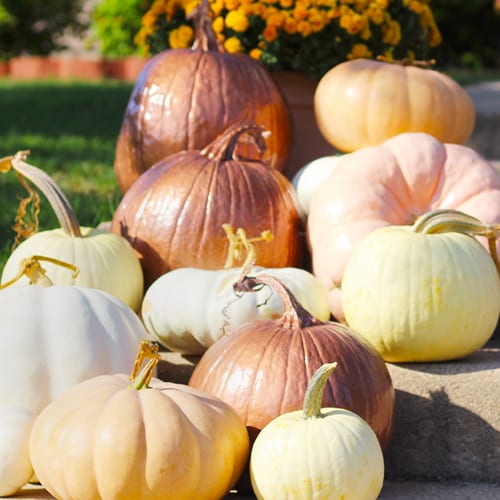 Specialty Pumpkins and Copper Pumpkins on Stairs for Fall Pumpkin Decoration | Calloway’s Nursery 