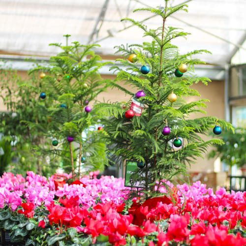 cyclamen and norfolk pines