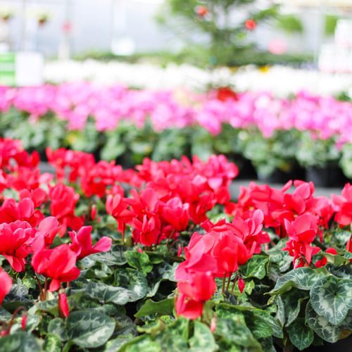 cyclamen plants