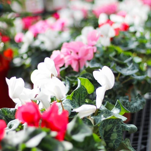 white and red cyclamen