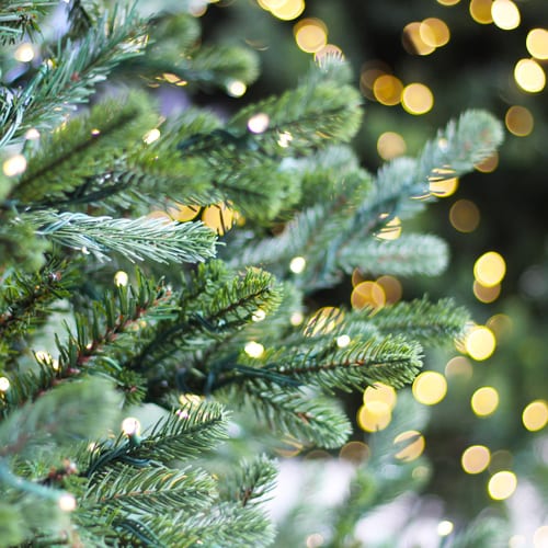 carolina fraser fir