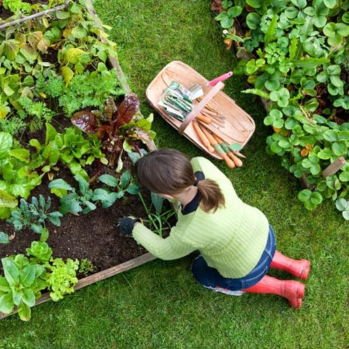 herb gardening