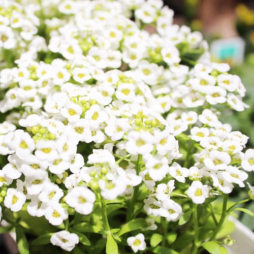 alyssum