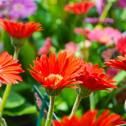 gerbera daisy