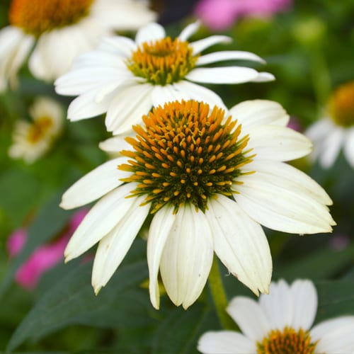 coneflower