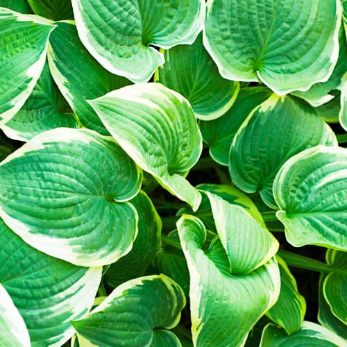 hosta