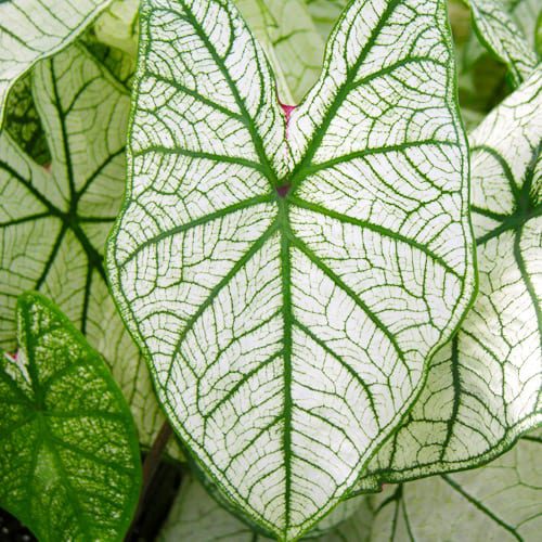 caladium