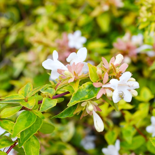 abelia