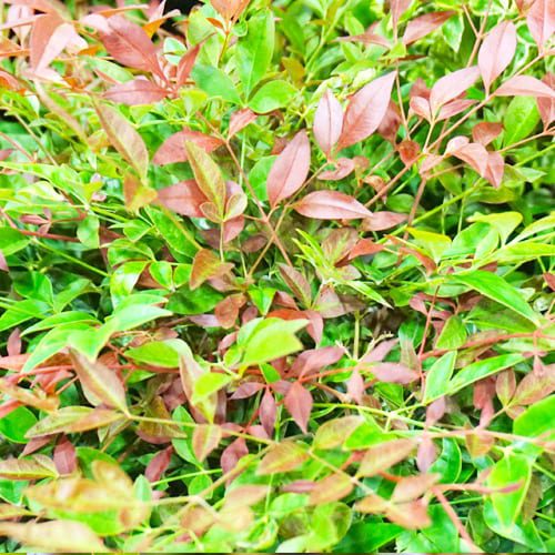 nandina