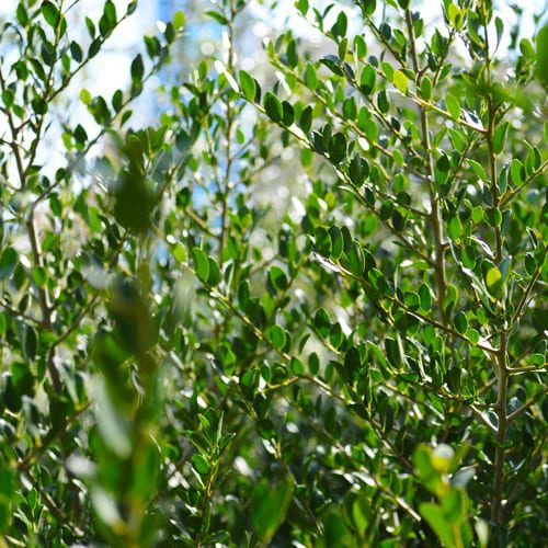 dwarf yaupon holly