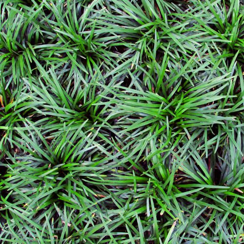 dwarf mondo grass