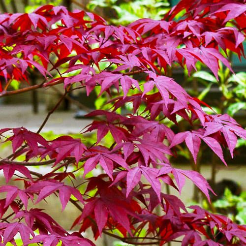 japanese maple