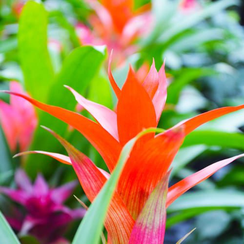 bromeliad