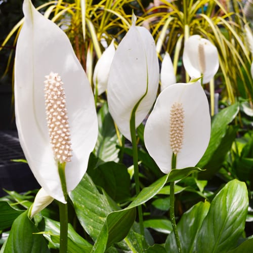 peace lily