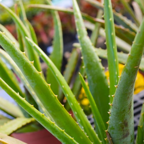 aloe vera