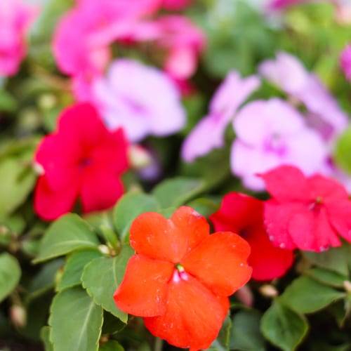 impatiens