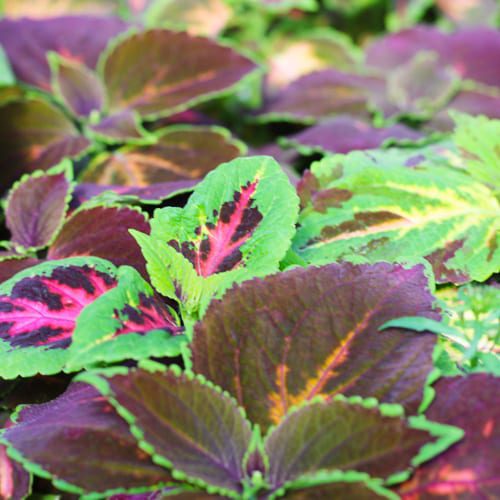 coleus