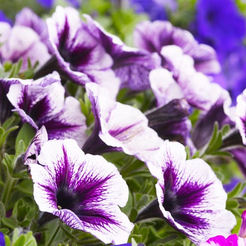 petunias