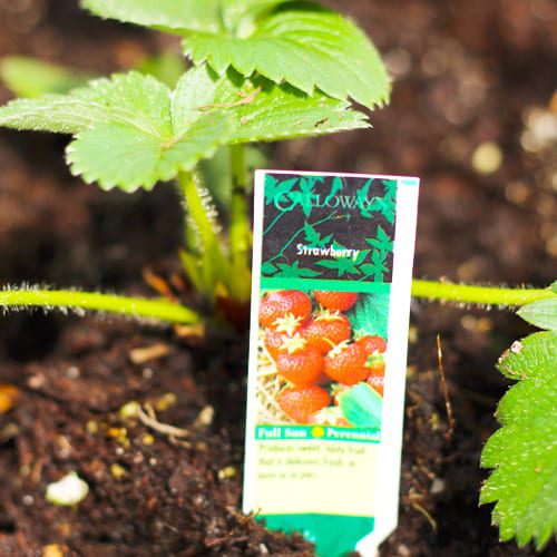 strawberry plants