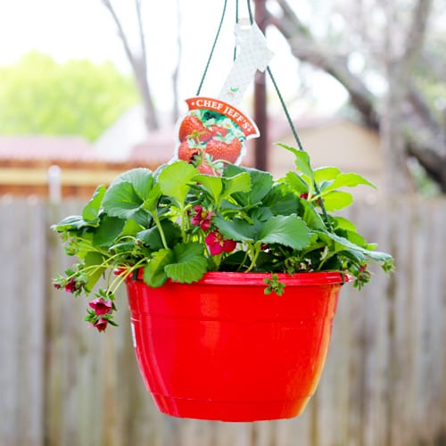 strawberry hanging basket