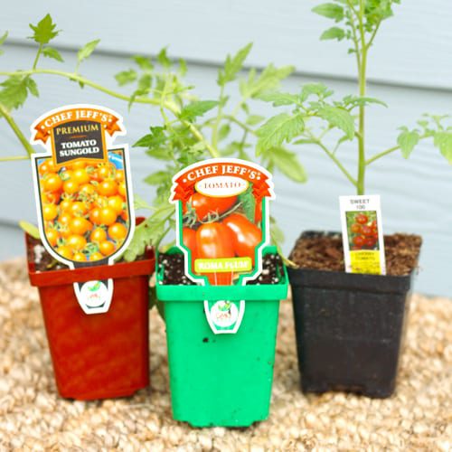 tomato plants