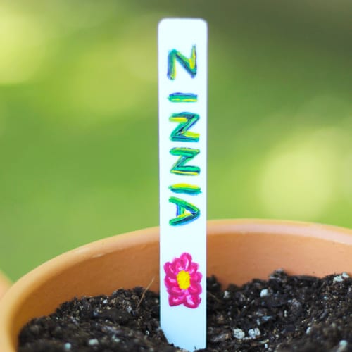 zinnia seed planting