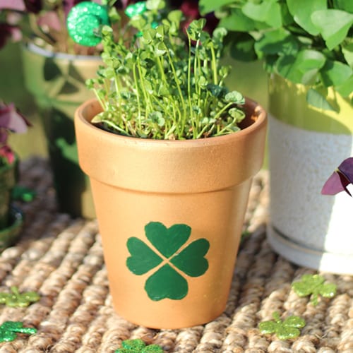 clover plant