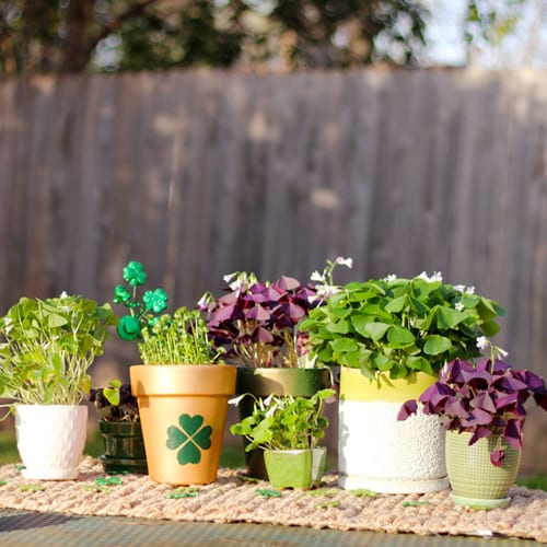 clover and shamrock plants