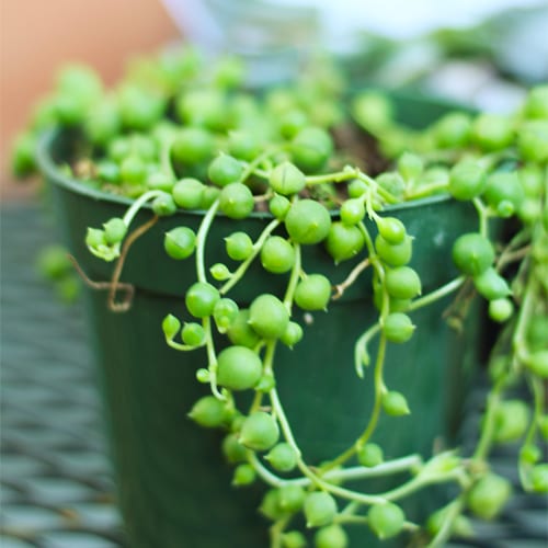 string of pearls