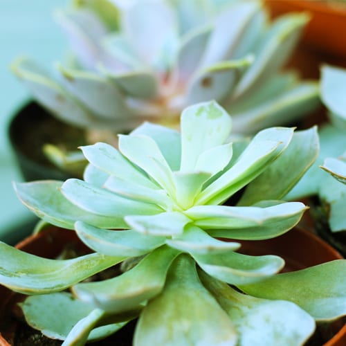 succulent indoor plants