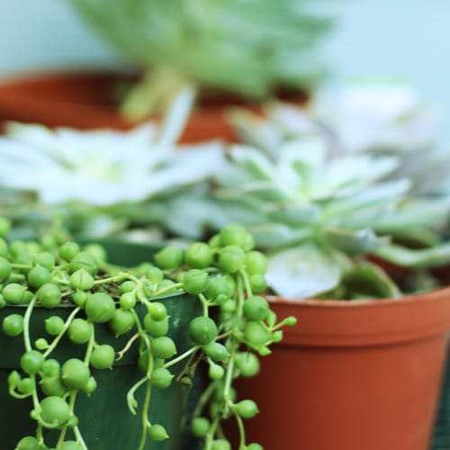 succulent gardening