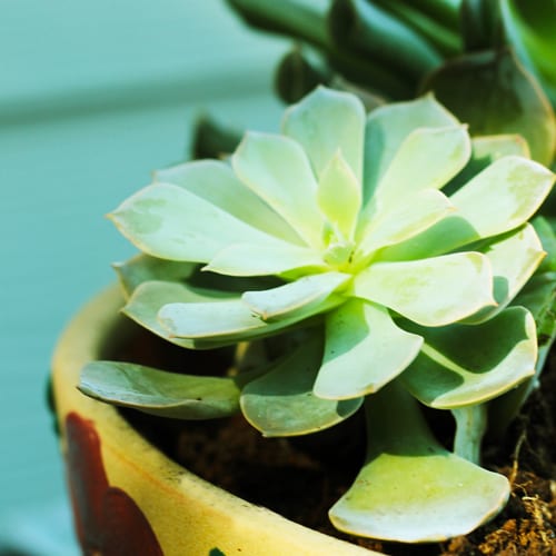 succulent plant tips