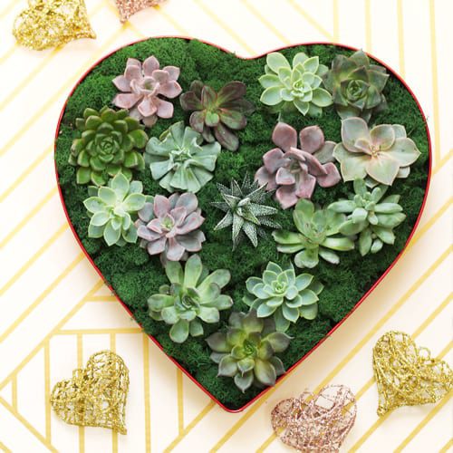 succulent candy heart