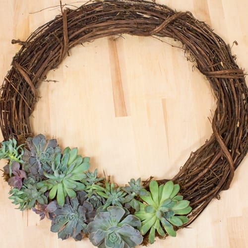 How To Make A Succulent Wreath Calloway S Nursery