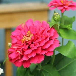 zinnia