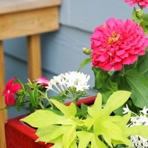 container gardening