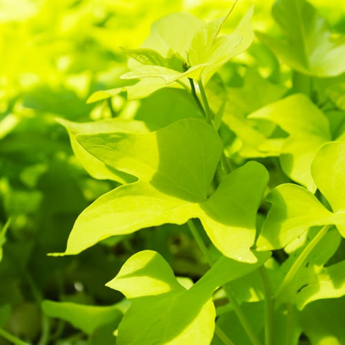 sweet potato vines