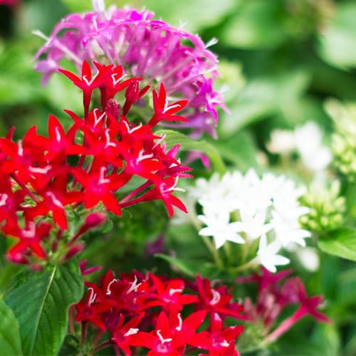 pentas