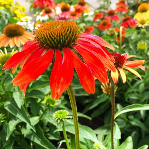 coneflower